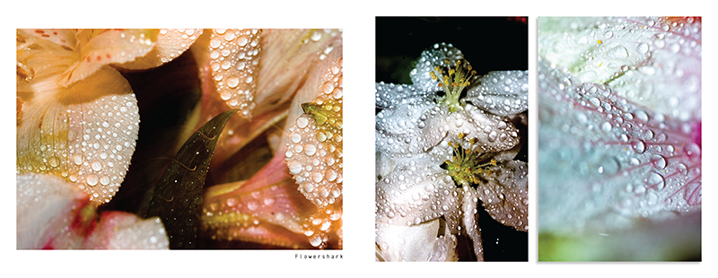 My bookphotoservice25